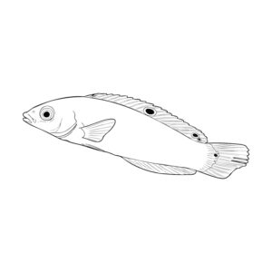 Free printable Yellow wrasse coloring page