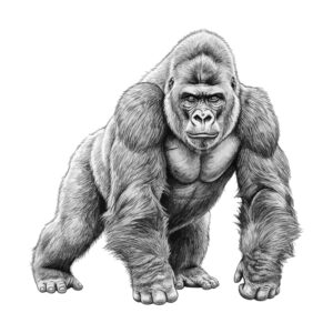 Free printable Gorilla 2 coloring page