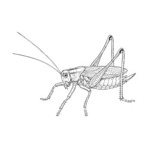 Free printable Katydid coloring page