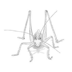 Free printable Katydid 2 coloring page