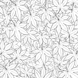 ハウチワカエデ２の無料塗り絵イラスト（知育・高齢者レク用）