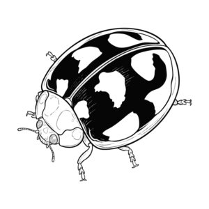 Free printable Large turtle-shell ladybird coloring page