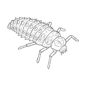 カメノコテントウ 幼虫の無料塗り絵イラスト（知育・高齢者レク用）