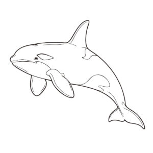 シャチ（鯱）の無料塗り絵イラスト（知育・高齢者レク用）