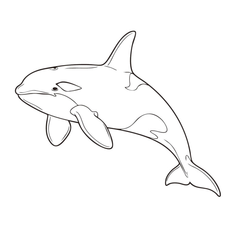 シャチ（鯱）の無料塗り絵イラスト（知育・高齢者レク用）