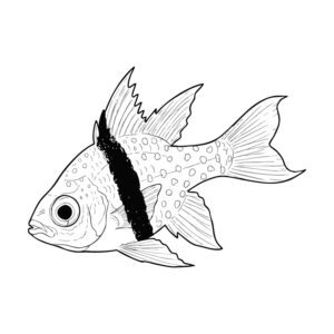 マンジュウイシモチの無料塗り絵イラスト（知育・高齢者レク用）
