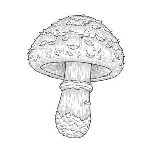 Free printable Matsutake mushroom coloring page