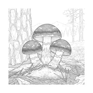 松茸２の無料塗り絵イラスト（知育・高齢者レク用）