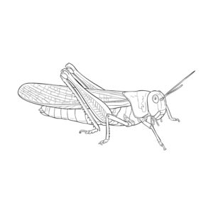 Free printable Migratory locust coloring page