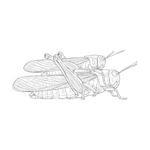 Free printable Migratory locust 2 coloring page