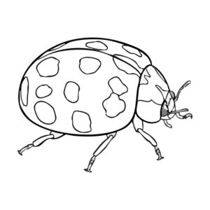 Free printable Harlequin beetle (crimson morph) coloring page