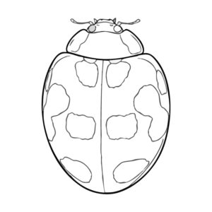 Free printable Harlequin ladybird spot patterns coloring page