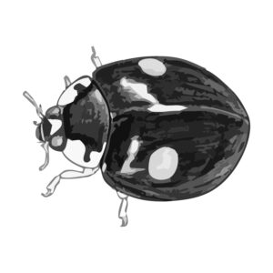 Free printable Harlequin ladybird (two-spot form) coloring page