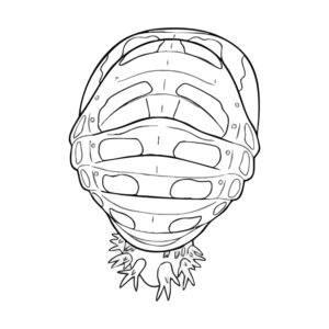 Free printable Asian ladybeetle pupa coloring page