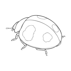 Free printable Asian ladybeetle coloring page