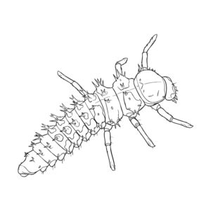 Free printable Harlequin ladybird larva coloring page