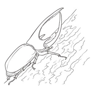 Free printable Neptune beetle coloring page