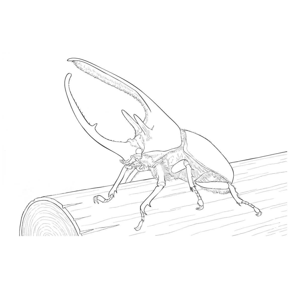 ネプチューンオオカブト