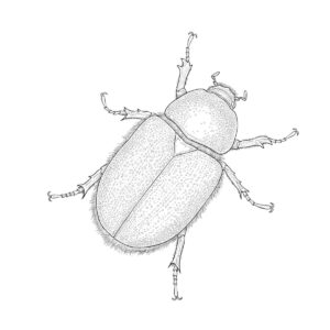 ネプチューンオオカブト　メスの無料塗り絵イラスト（知育・高齢者レク用）
