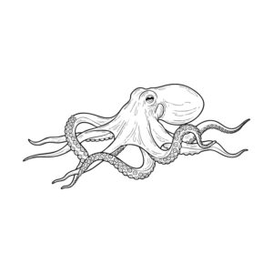 タコ２の無料塗り絵イラスト（知育・高齢者レク用）