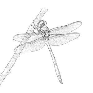 Free printable Jumbo dragonfly coloring page