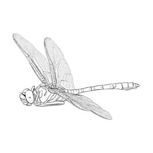 Free printable Jumbo dragonfly coloring page