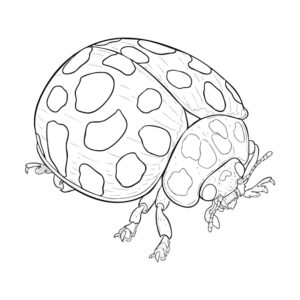 Free printable Twenty-eight-spotted potato ladybird coloring page