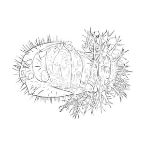 Free printable 28-Spotted potato ladybird pupa coloring page