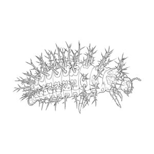 Free printable Large twenty-eight-spotted ladybird larva coloring page