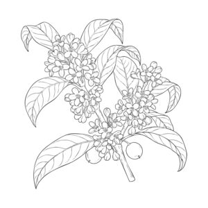 金木犀（きんもくせい）の無料塗り絵イラスト（知育・高齢者レク用）