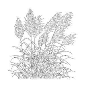 Free printable Japanese pampas grass coloring page