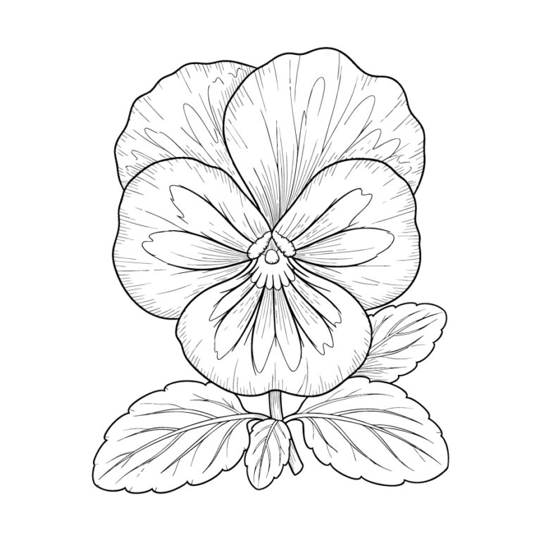 パンジーの無料塗り絵イラスト（知育・高齢者レク用）