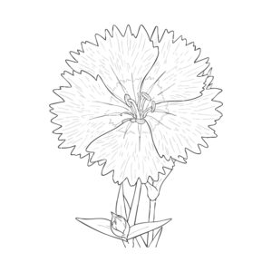 セキチクの無料塗り絵イラスト（知育・高齢者レク用）