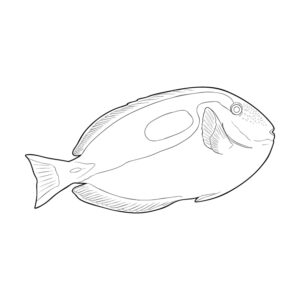 Free printable Blue tang coloring page