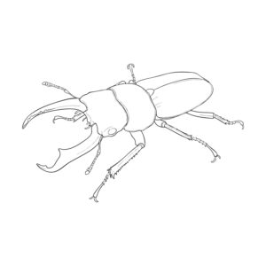 Free printable Small stag beetle coloring page