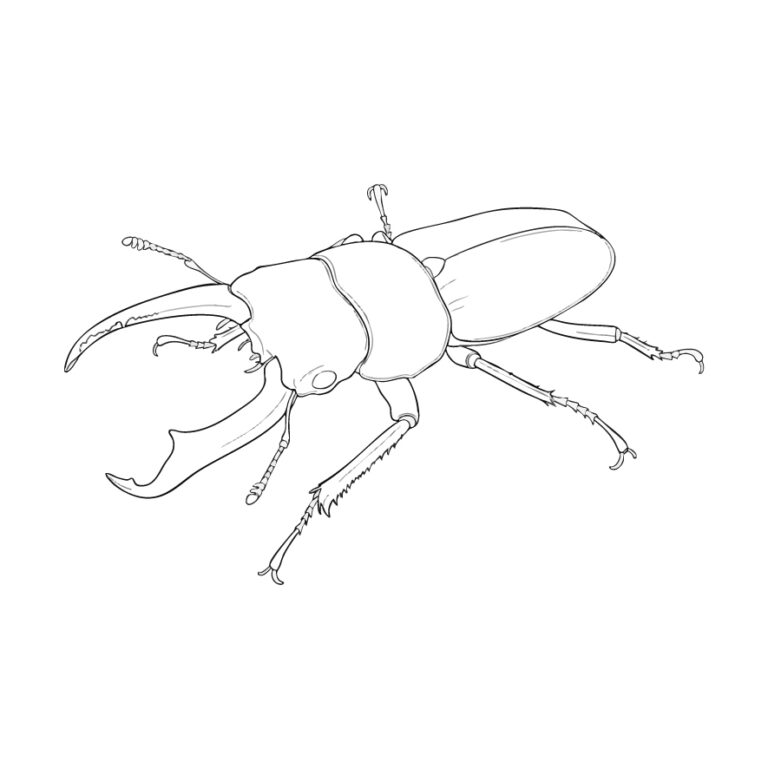 コクワガタの無料塗り絵イラスト（知育・高齢者レク用）