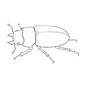コクワガタ メスの無料塗り絵イラスト（知育・高齢者レク用）