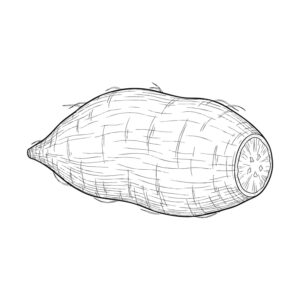 さつまいもの無料塗り絵イラスト（知育・高齢者レク用）