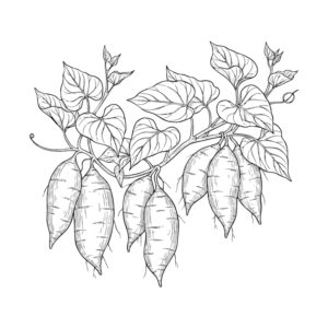 Free printable Sweet potato coloring page