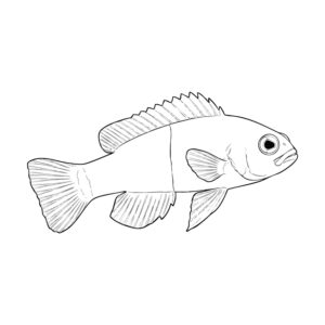 Free printable Bicolor dottyback coloring page