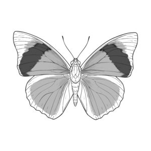Free printable Agrias butterfly coloring page