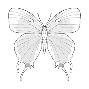 Free printable Peacock Pansy coloring page