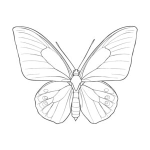 Free printable Birdwing butterfly coloring page