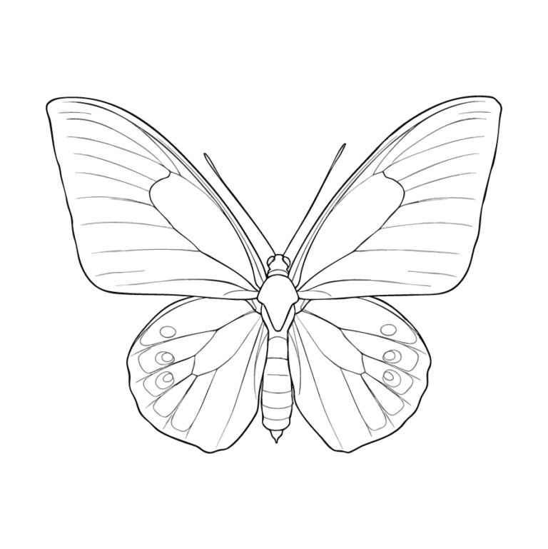 Free printable Birdwing butterfly coloring page