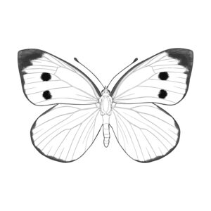 Free printable Cabbage white butterfly coloring page