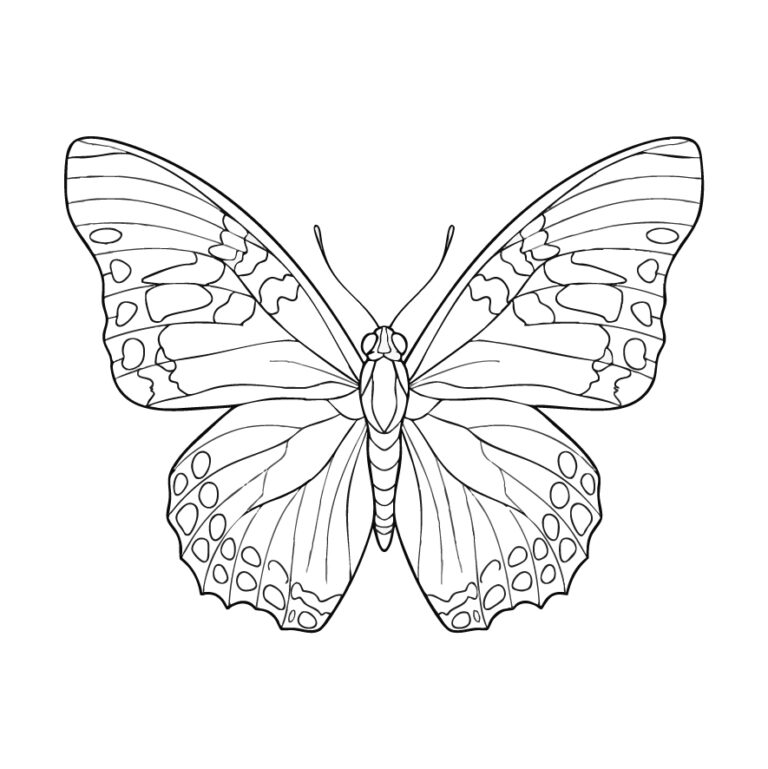 Free printable Fournier's Two-tailed Swallowtail coloring page