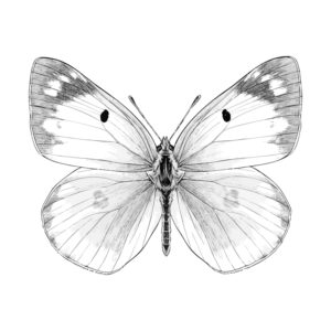 Free printable Eastern Pale Clouded Yellow coloring page
