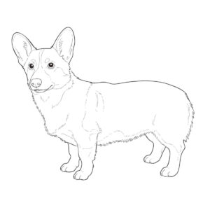 コーギーの無料塗り絵イラスト（知育・高齢者レク用）