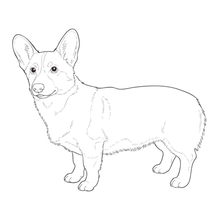 コーギーの無料塗り絵イラスト（知育・高齢者レク用）