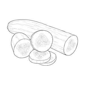 きゅうり２の無料塗り絵イラスト（知育・高齢者レク用）